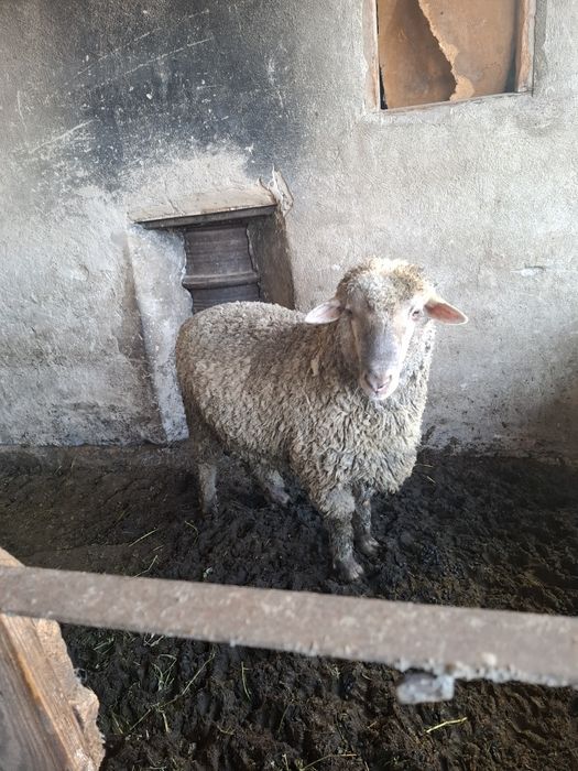 Семіз қошқар сатылады