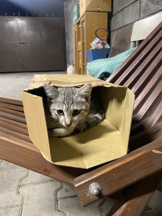 котеночек 3 месяца