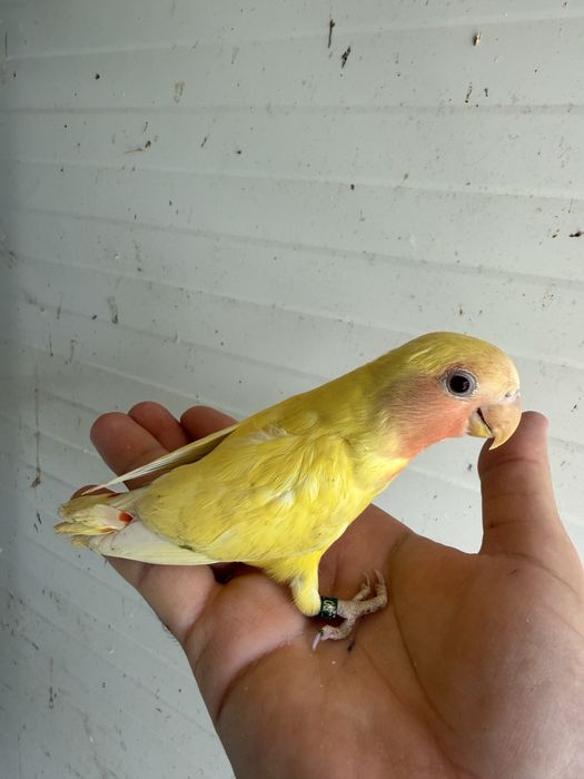 Papagali agapornis pui si adulti amorezi agaponis