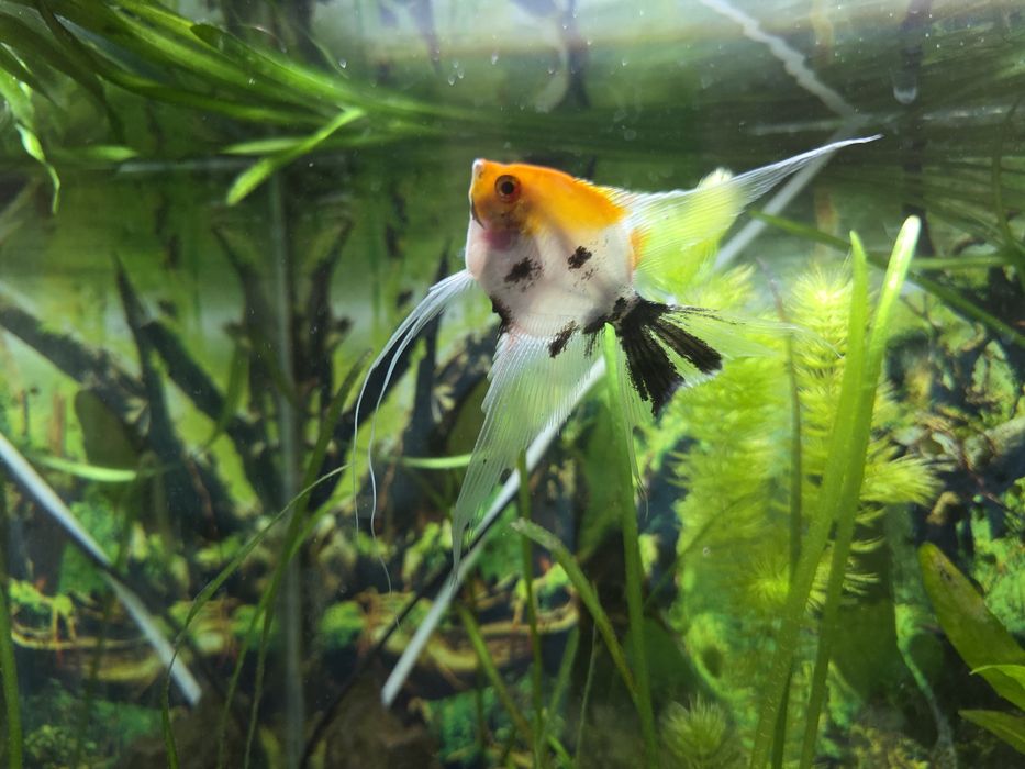 Vand  o pereche de scalari