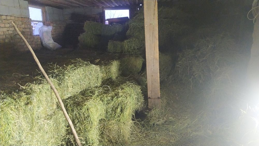 Продается клевер