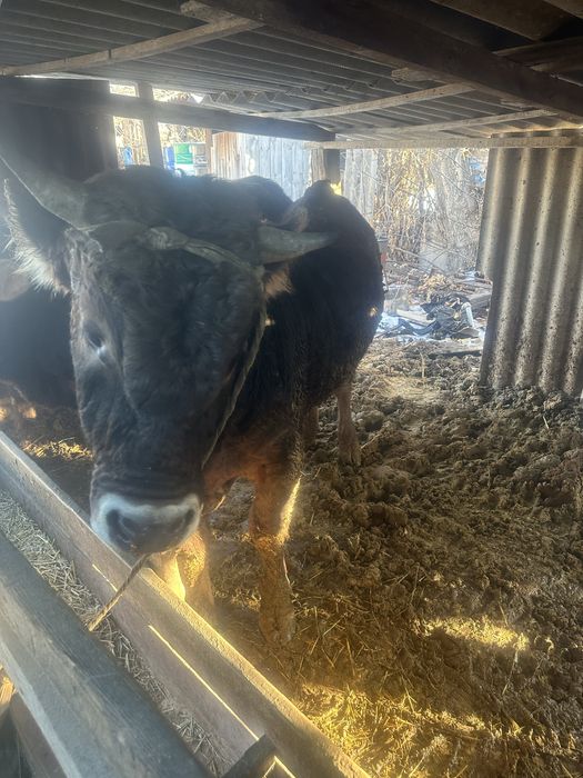 Продам 2 быка алатау