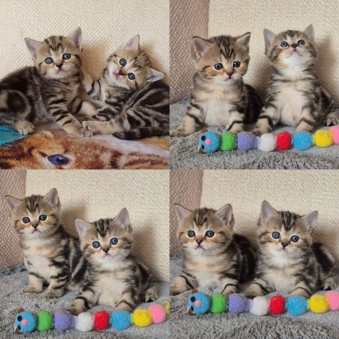 Шотландские котята скоттиш-страйты!!!