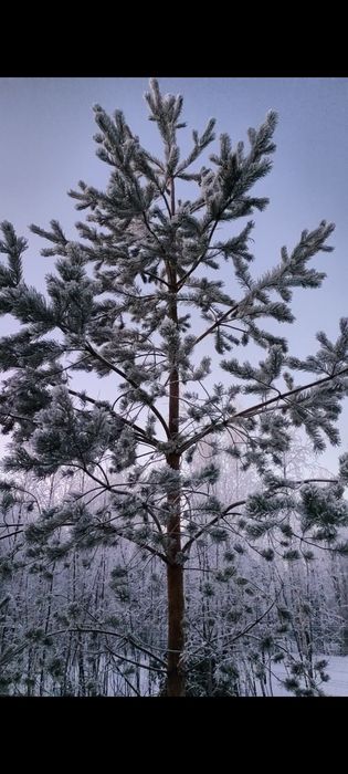 Земельный участок