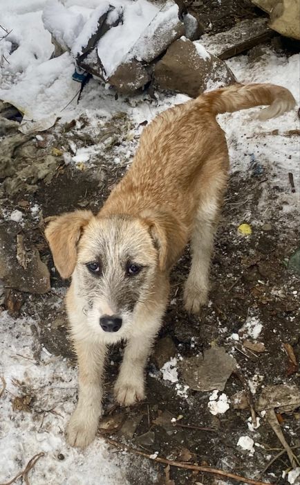 Отдам щенков, девочки, 4 мес