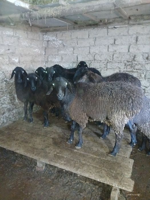 Qo'chqor va soliqlar sotiladi