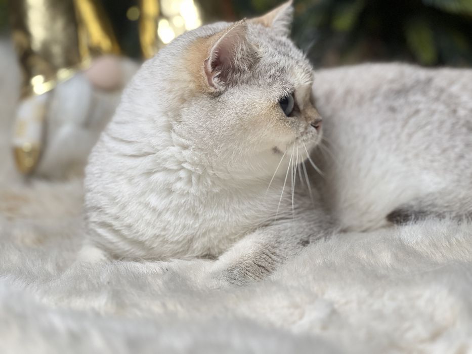 Девочка поинт NY1133 фото реальное