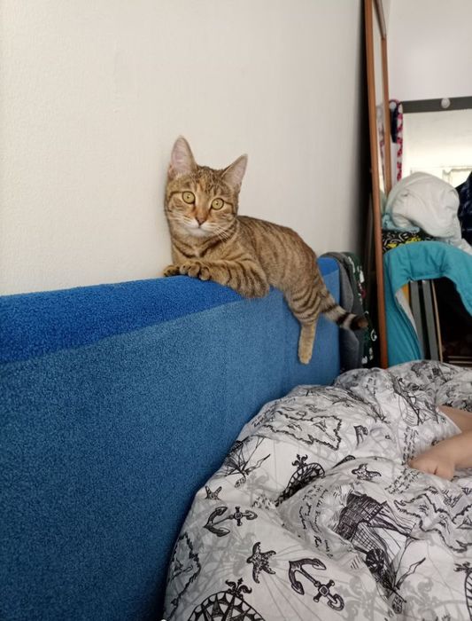 Кошку отдам в добрые руки.