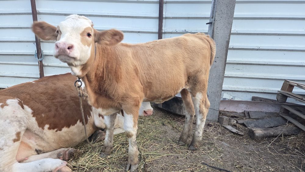 Vând 2 viței,  taur si vitea bălțată românească  de 5 luni. Preț negociabil