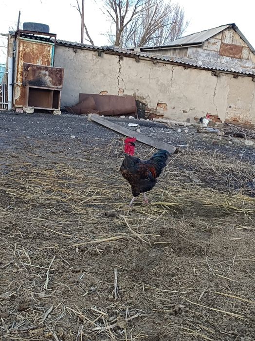 Жас қораздар сатылады