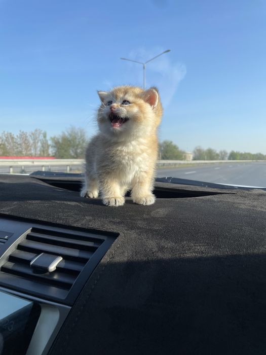 Британская шиншилла золото