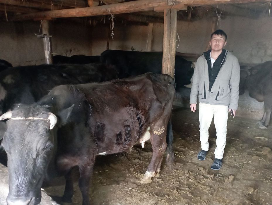 Yirik shoxli chorva mollari