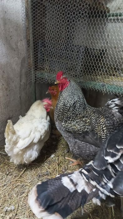 Продам петуха годовалого