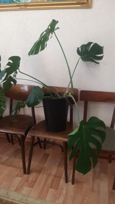 Комнатные растения. Монстера