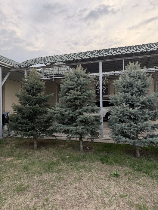 Ёлка сатылады бойы 3м