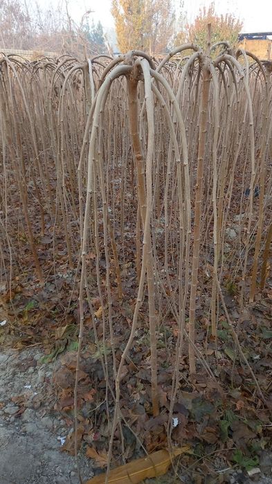 Zoʻntiktut kimga kerak