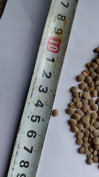 Чечевица красная