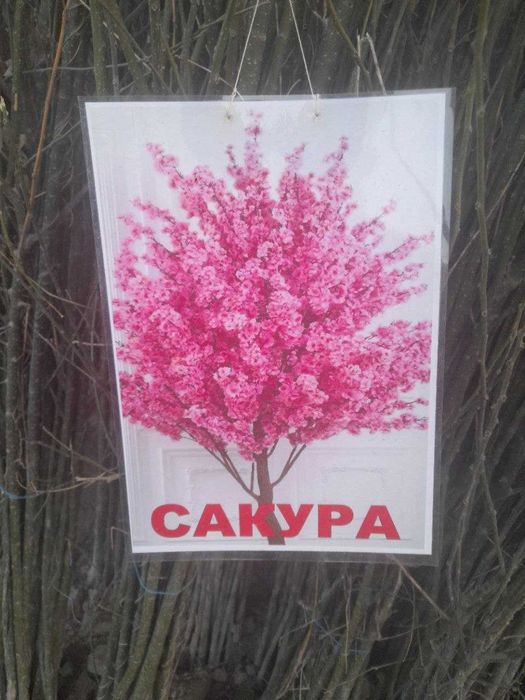 Xarhil ko'chatlardekarativ archalar mevali ko'chatlar arzon narhlarda.