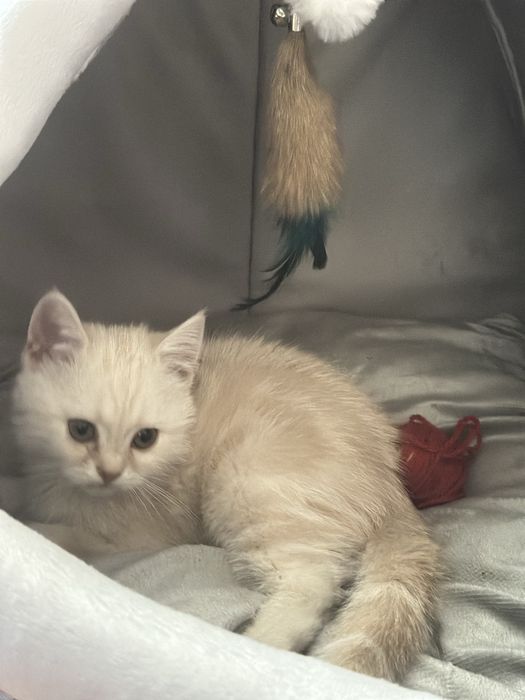 Котята от правильной вязки