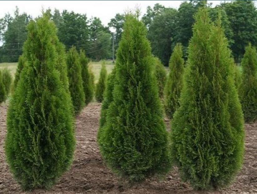Ёлки,Туи  большой выбор