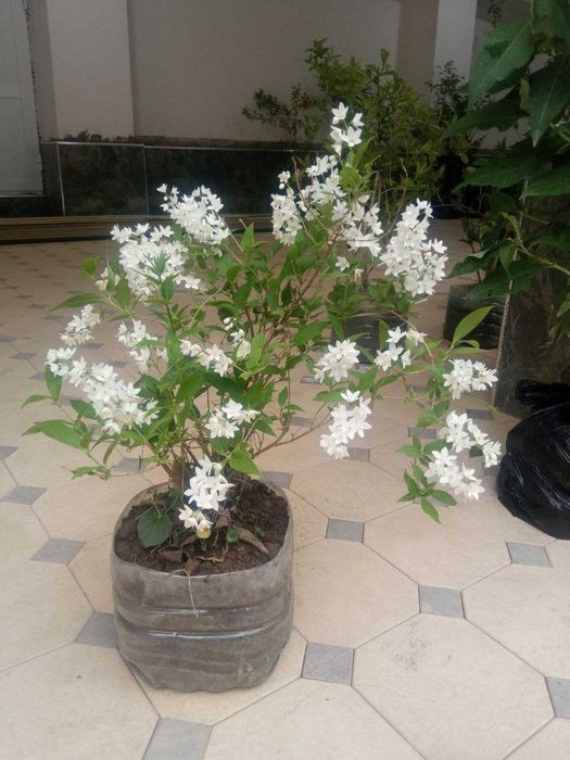 Кустарники (2-3 летние). Бута гуллар (2-3 йиллик)