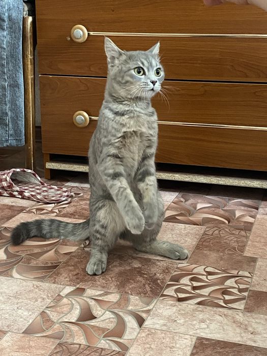 Отдам кошку 9 месяцев