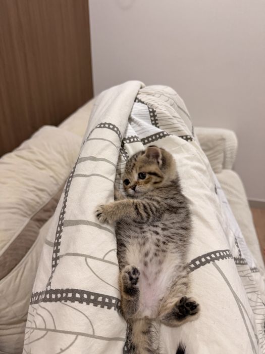 Котенок ищет дом