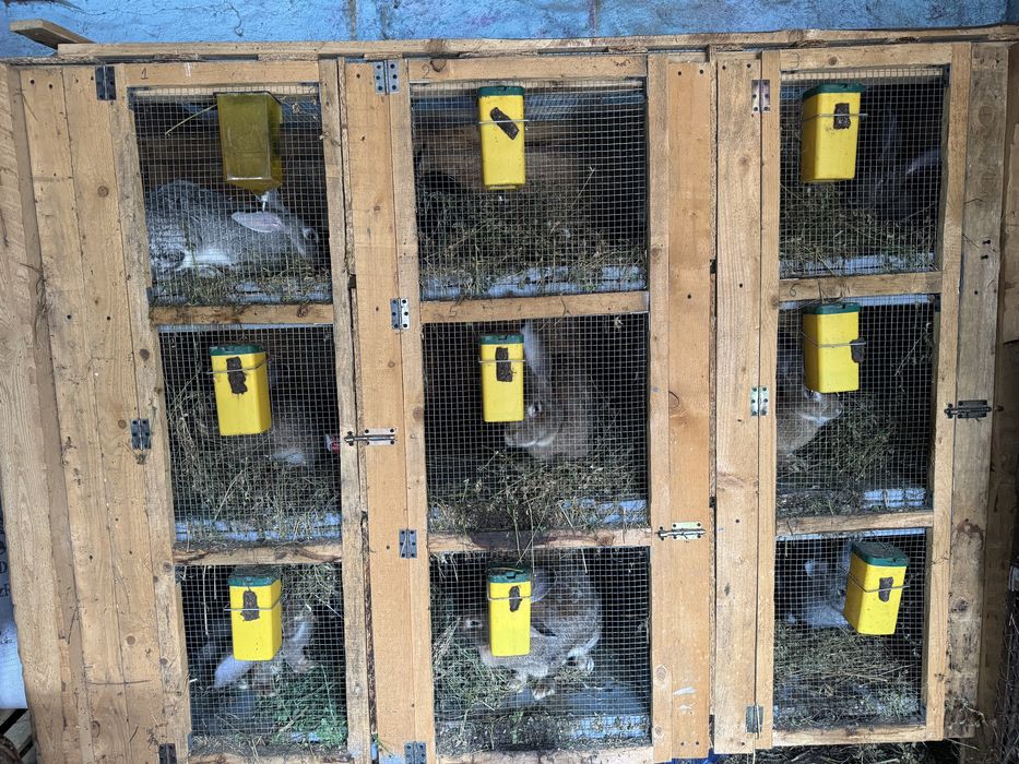 Vand cusca pentru iepuri