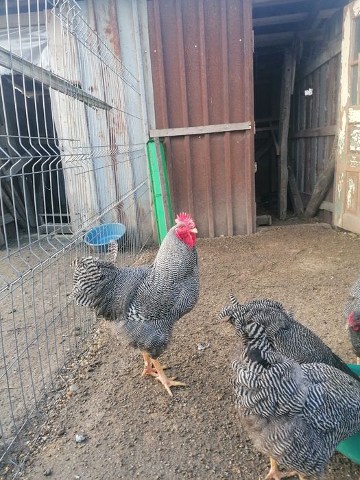 Oua de încubat plymouth rock barat sau familie 6+1