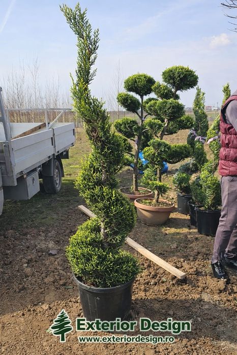 Leylandii super calitate 2,50m-3m, Ofer transport gratuit