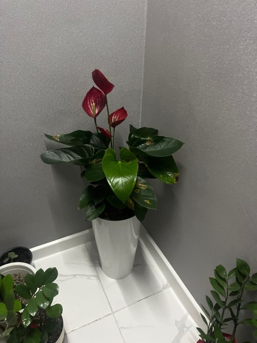 Живые свеживе цветы