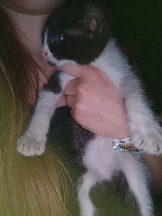 Мъжко коте на 2 месеца