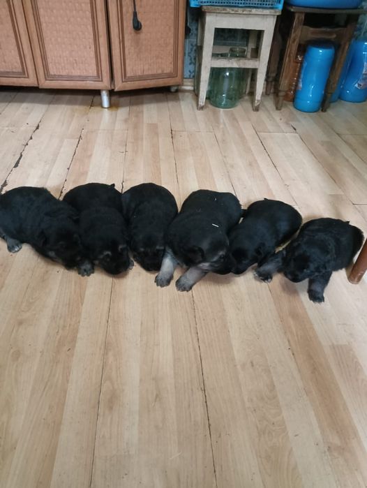 Щенки восточноевропейская овчарка