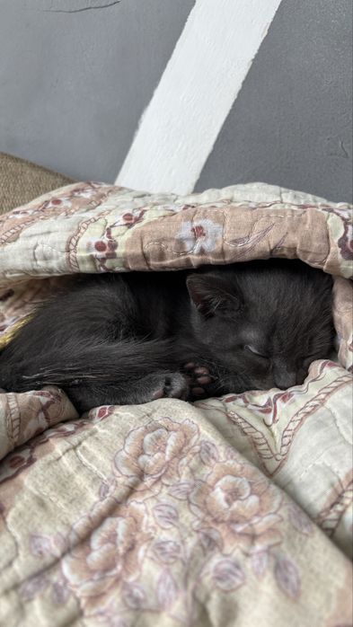 Котенок бесплатно