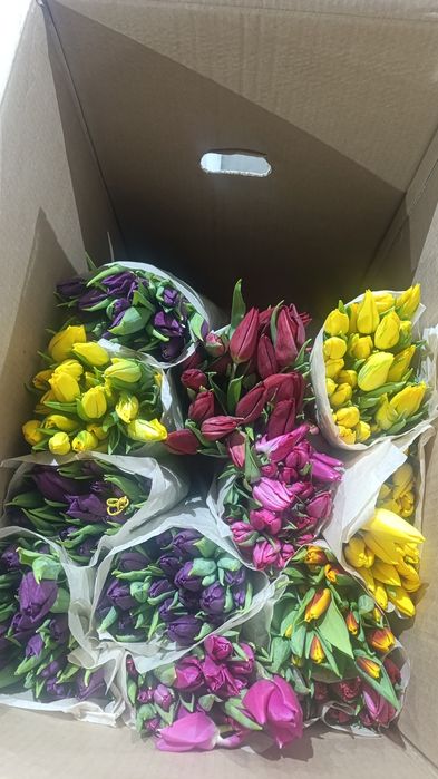 Продам оптом тюльпаны