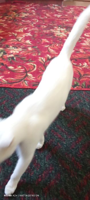 Toza zotli mushuk scottish fold oq rangli