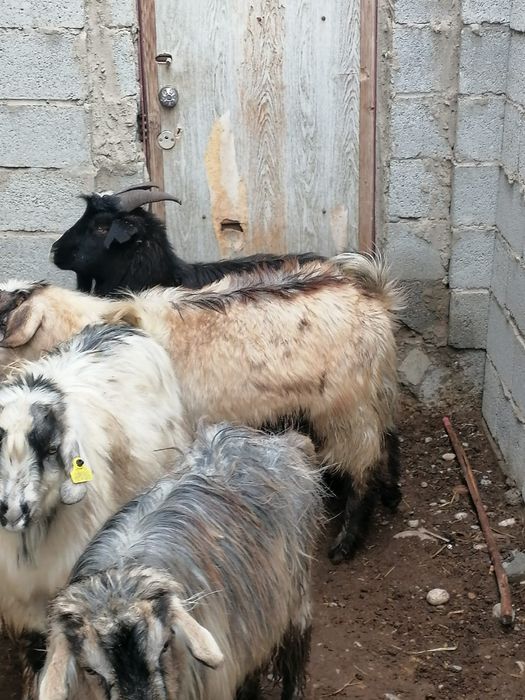 Семиз серкелер..