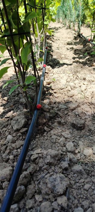 Tomchilatb sug'orish tizimi  Система капельного орошения