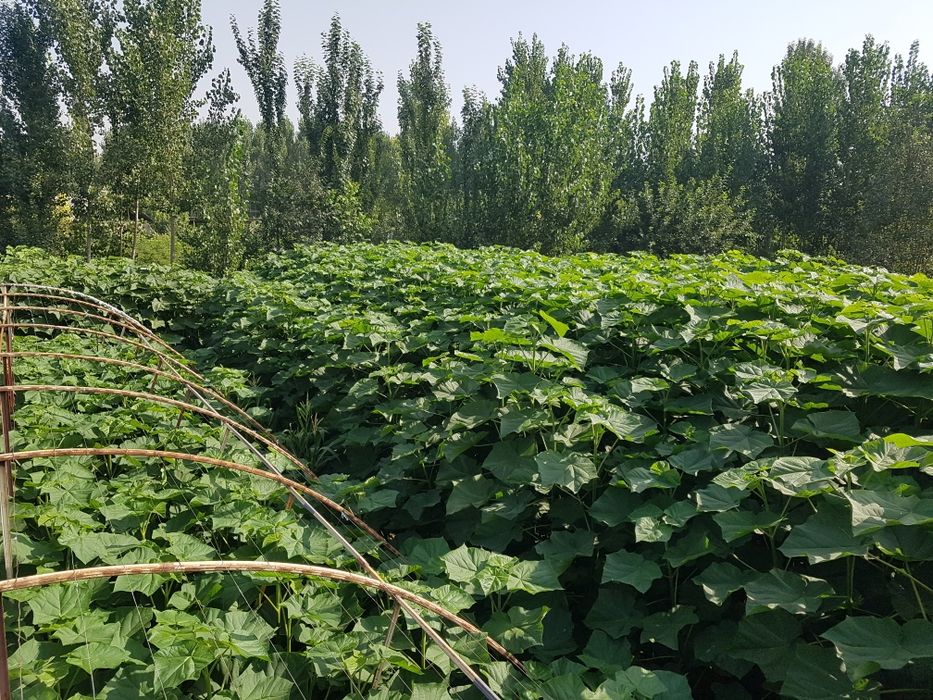 Pavlovniya FTE Павлония