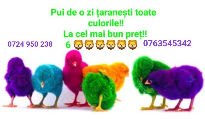 Pui de găină, pui de o zi.