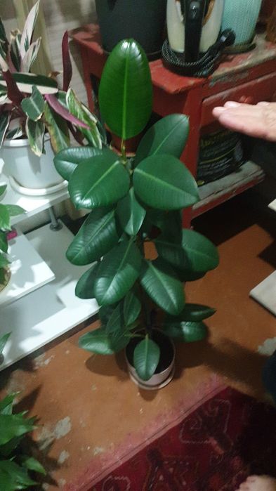 Комнатные растения