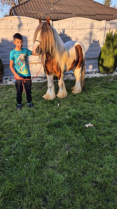 Cai gipsy pt hipoterapie si echitatie armasar si iapa