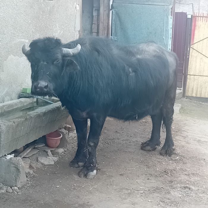 Bivoliță gestanta  de vanzare