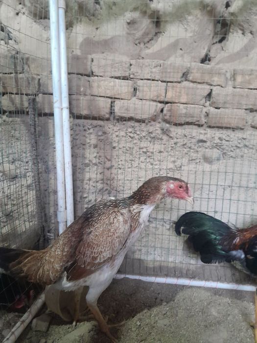 Dakan tovulla tulle joja 11 oyli