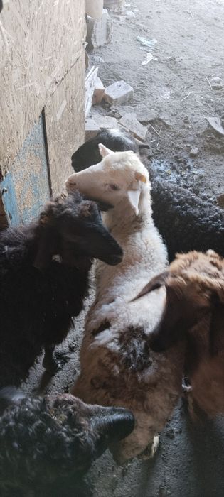 Продам баранов молодые курдычные