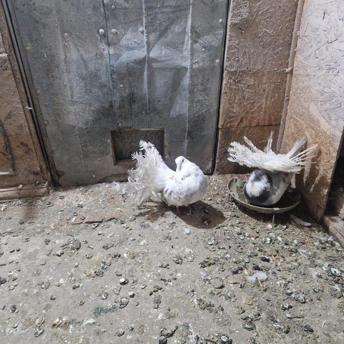 Павлины голуби домашние