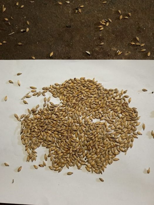 Продам ячмень Россия