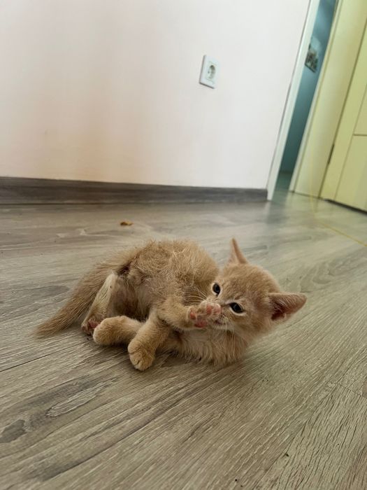 Отдам котенков в добрые руки
