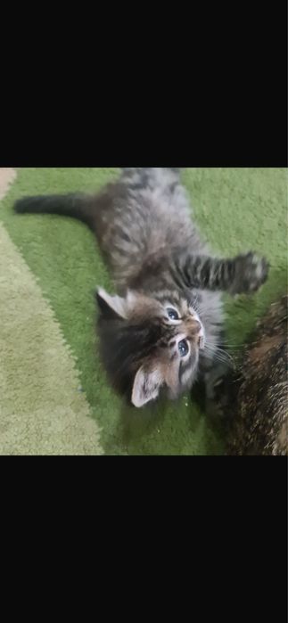 Очаровательные полосатые котята в добрые руки!