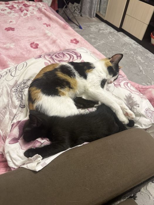 отдам черного котенка, отец британец
